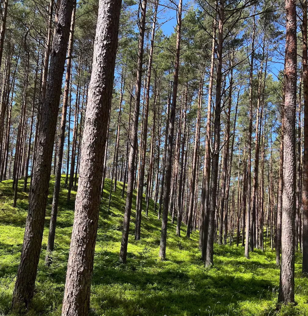 A walk in the pine forest